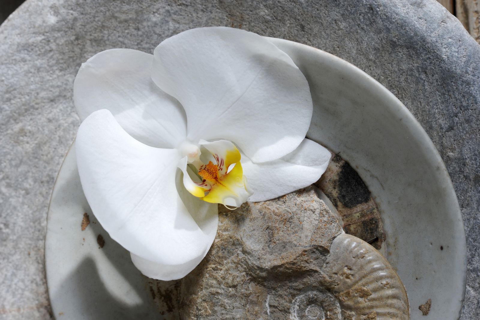 orchidée phalaenopsis symbolique