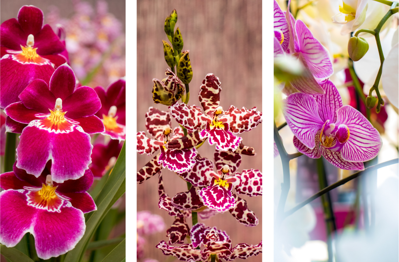 orchidee in prachtige kleuren