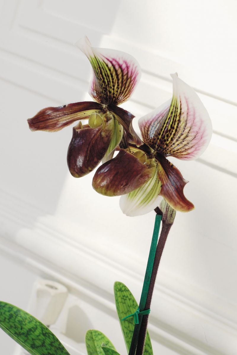 Paphiopedilum orchidée symbolique