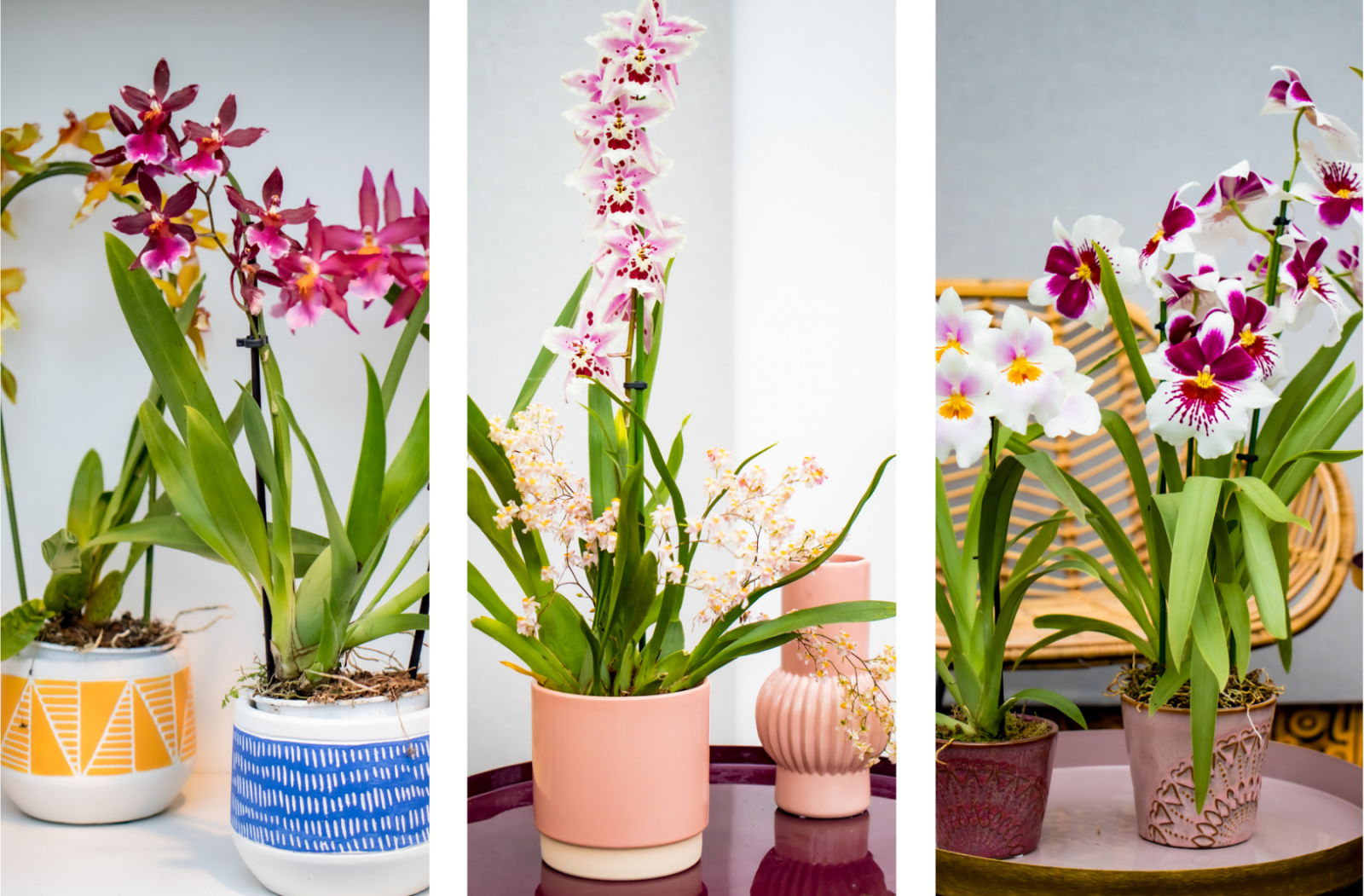 Orchid Inspiration Days 2021: de leukste trends voor je orchidee