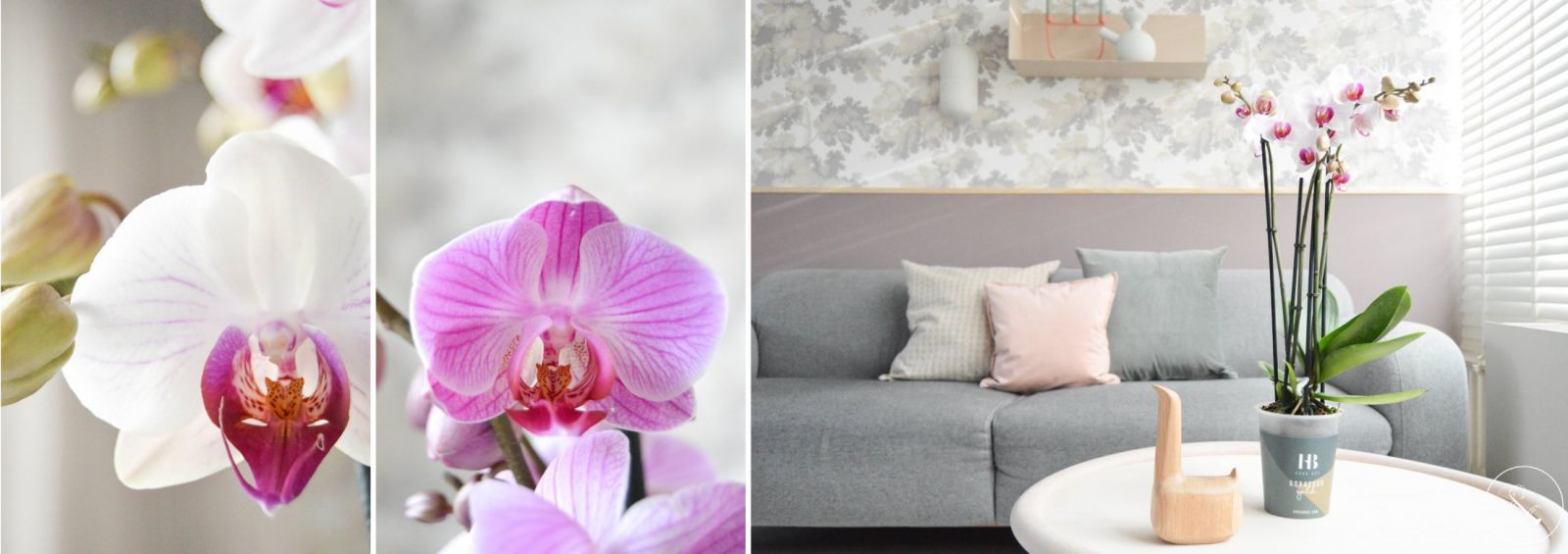 how to maintain a phalaenopsis