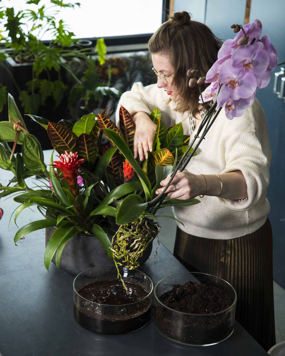 Plan étape par étape pour réaliser une composition florale avec des orchidées  