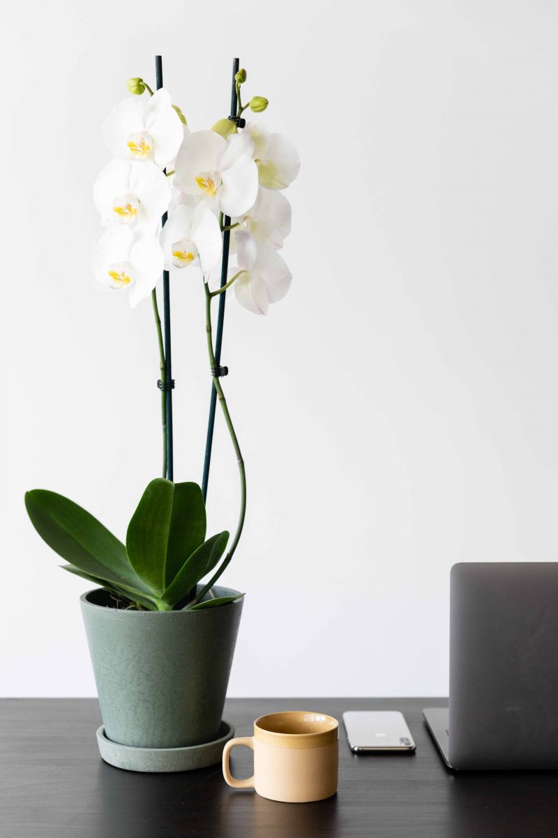 orchid in your home office