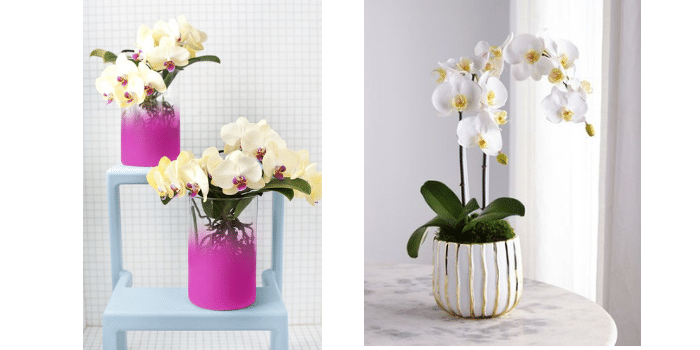 match kleuren met je orchidee
