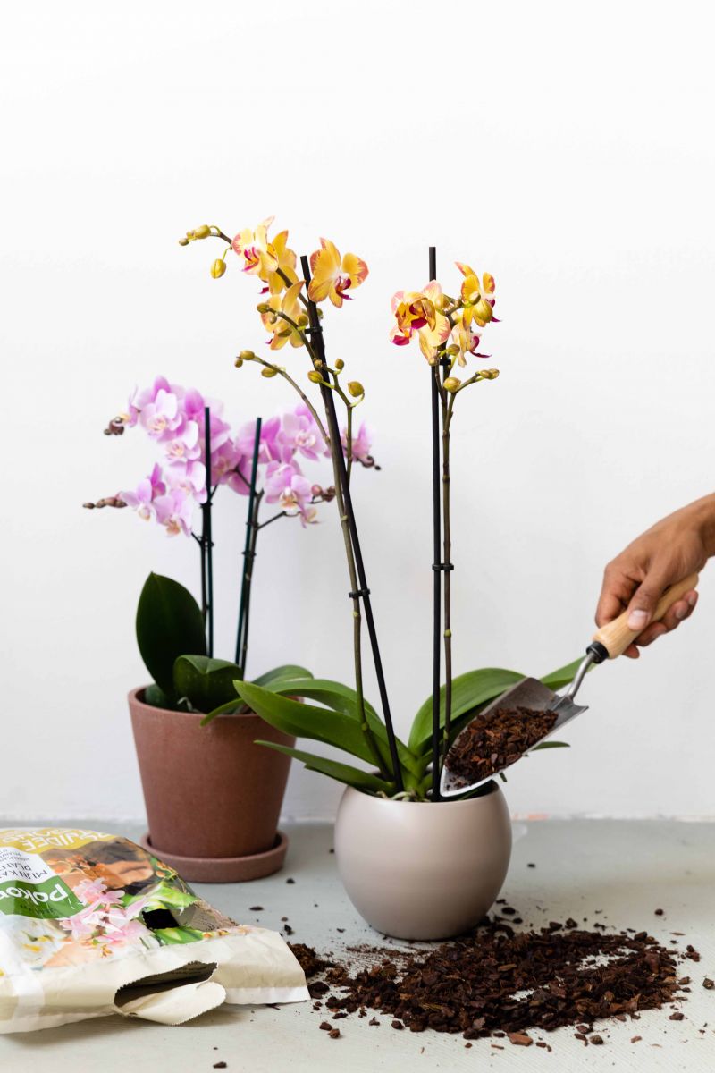 Je orchidee in topvorm met Pokon orchideeën verzorging