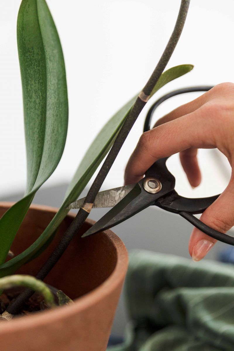 cutting an orchid