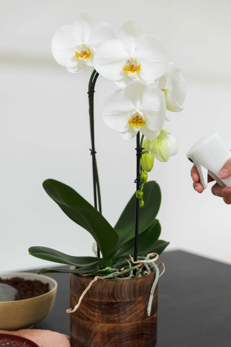 Je orchidee in topvorm met Pokon orchideeën verzorging