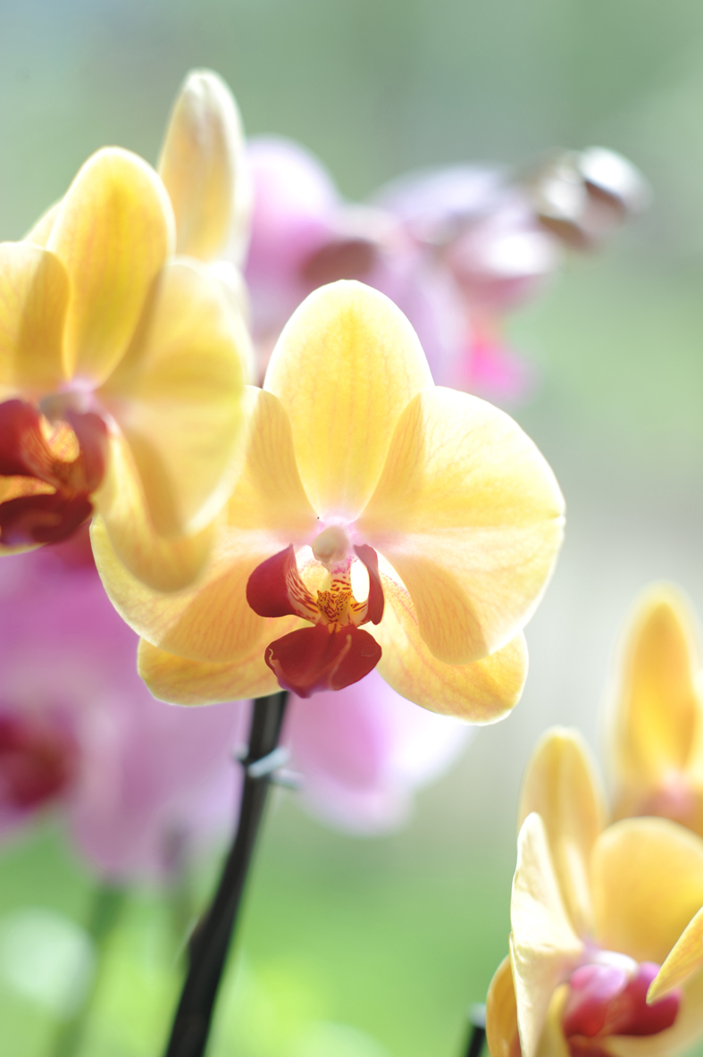 Contour spek kever Verzorgingstips van de orchideeënkwekers! | Orchids Info