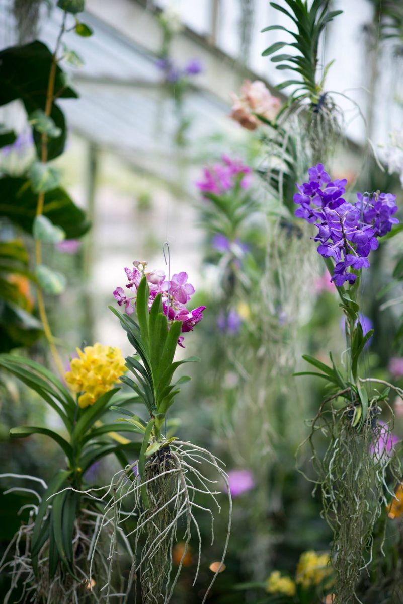 Orchids Festival in de Royal Botanical Gardens Londen