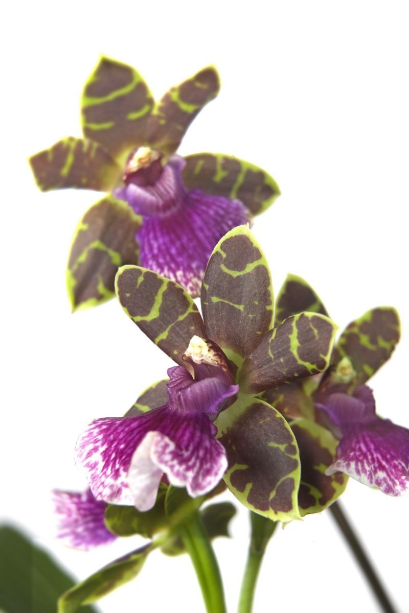 Zygopetalum orchidée symbolique