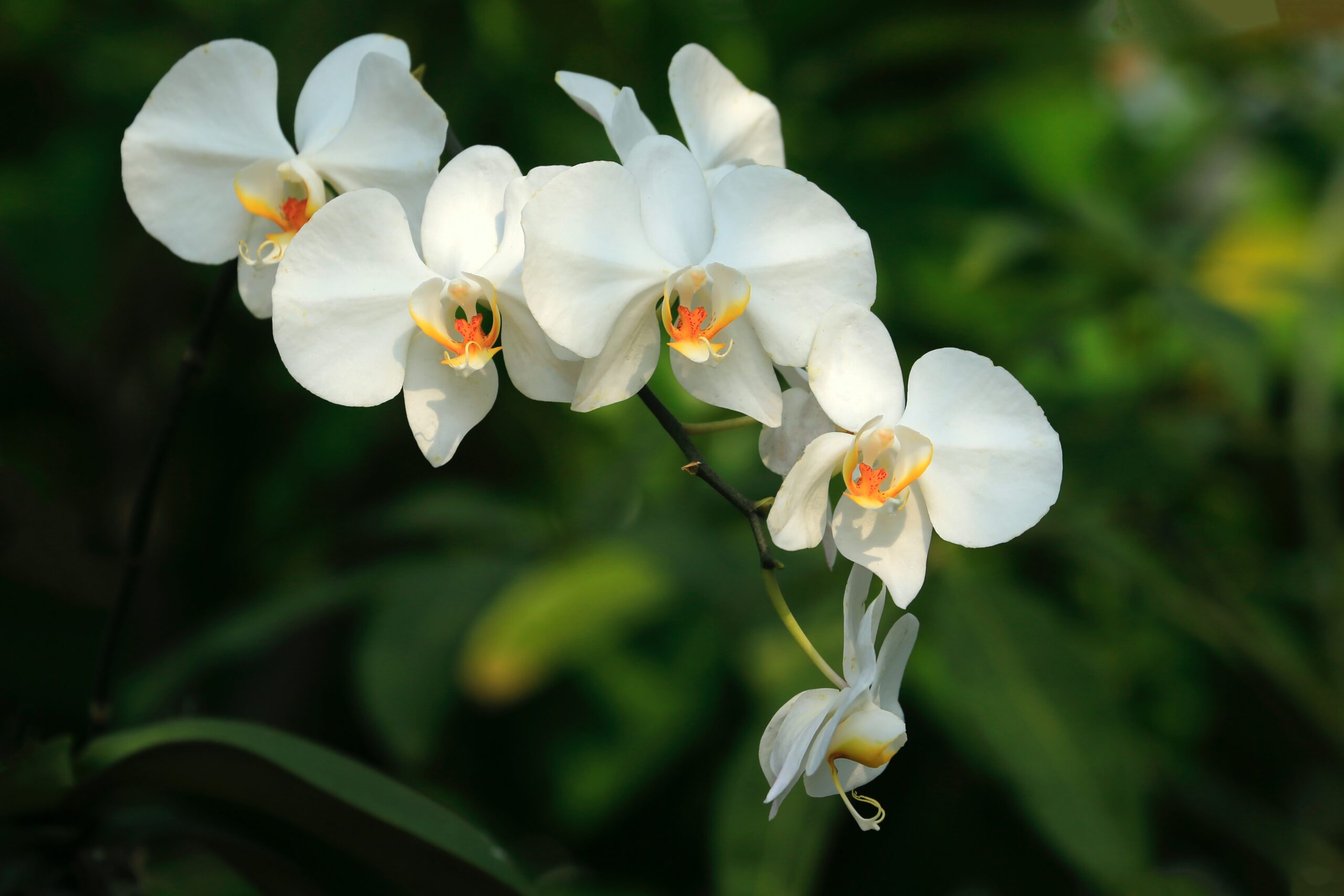 What to do when an orchid is dropping buds, flowers or leaves?