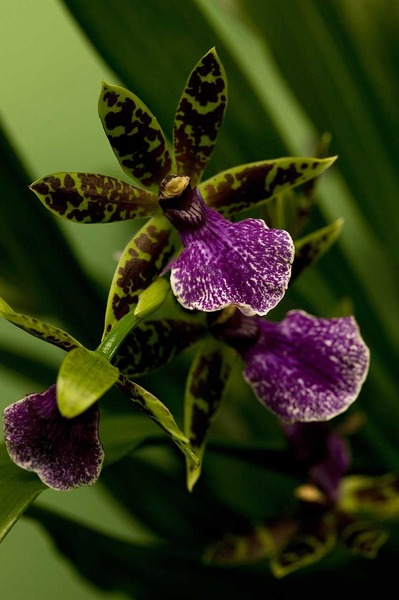 Orchidee van de maand: Zygopetalum
