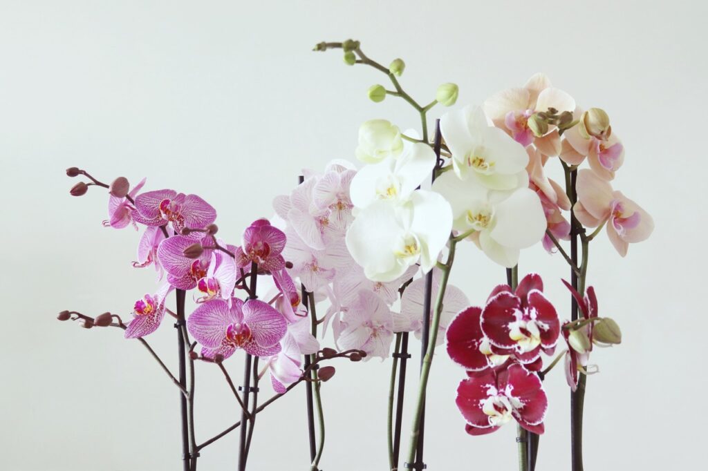 Conseils d'entretien d'orchidées de la part des producteurs