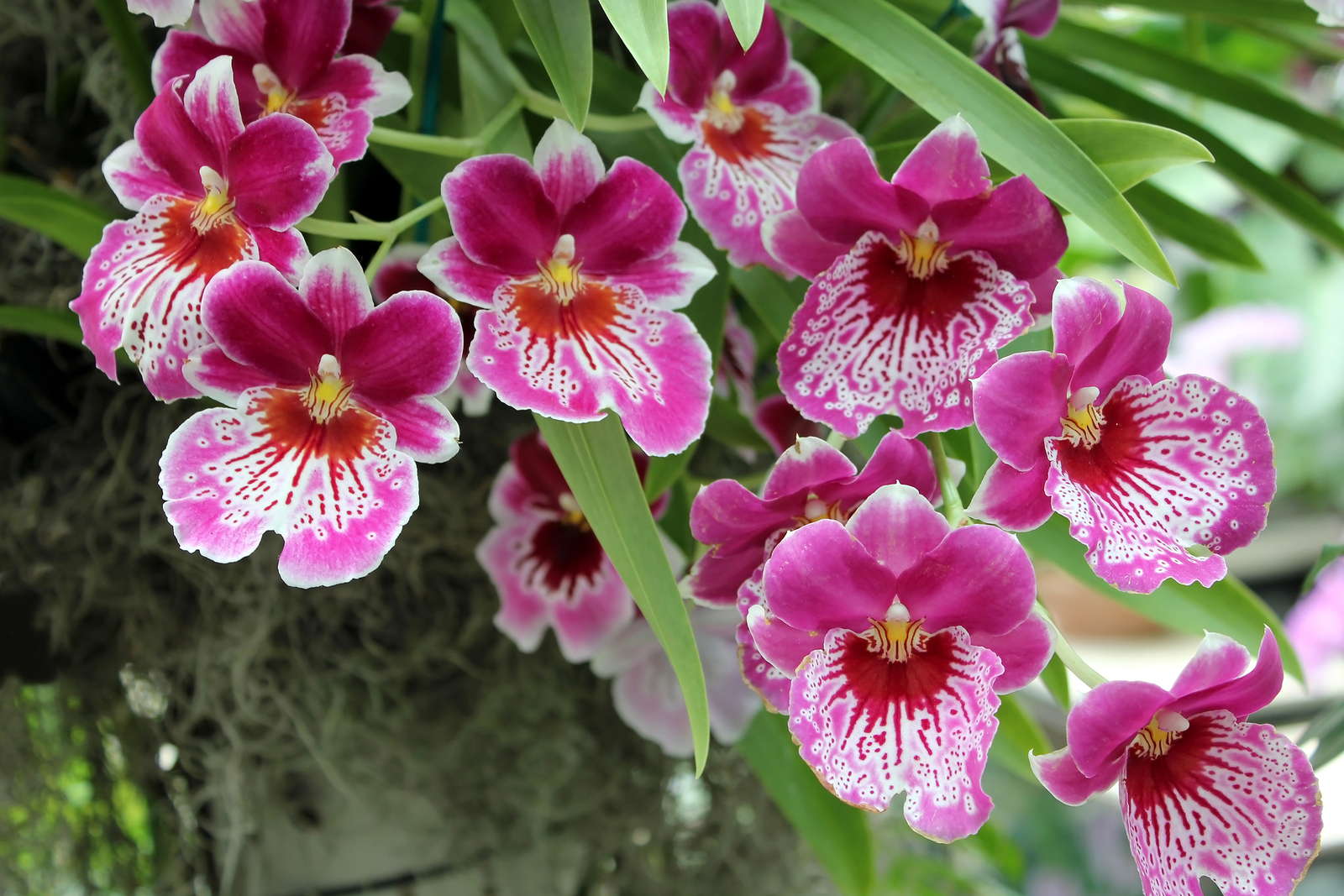  types of Orchids: Miltonia orchid