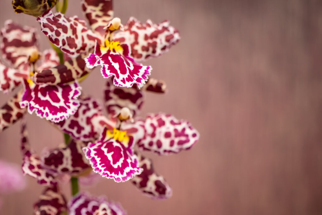 De leukste trends voor je orchidee van Orchids Inspiration Days