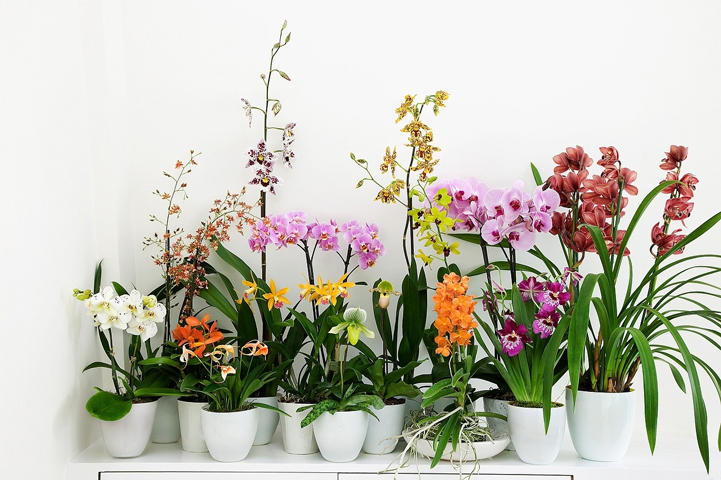 Mon orchidée a fini de fleurir, comment faire pour qu'elle refleurisse ?