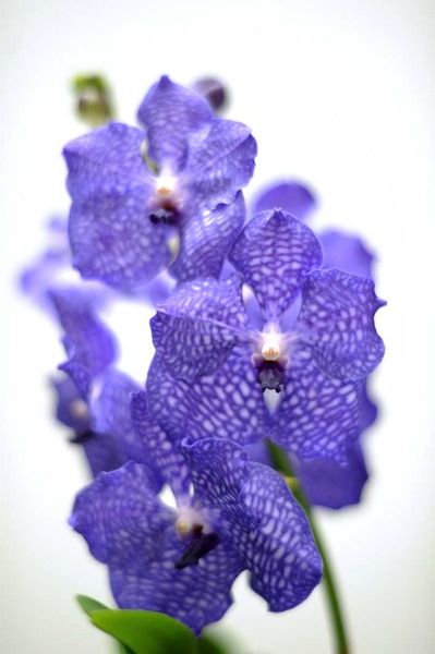 Orchidee van de maand: Vanda