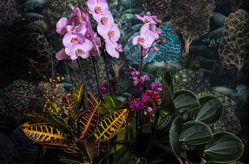DIY: Plantenstuk met orchidee