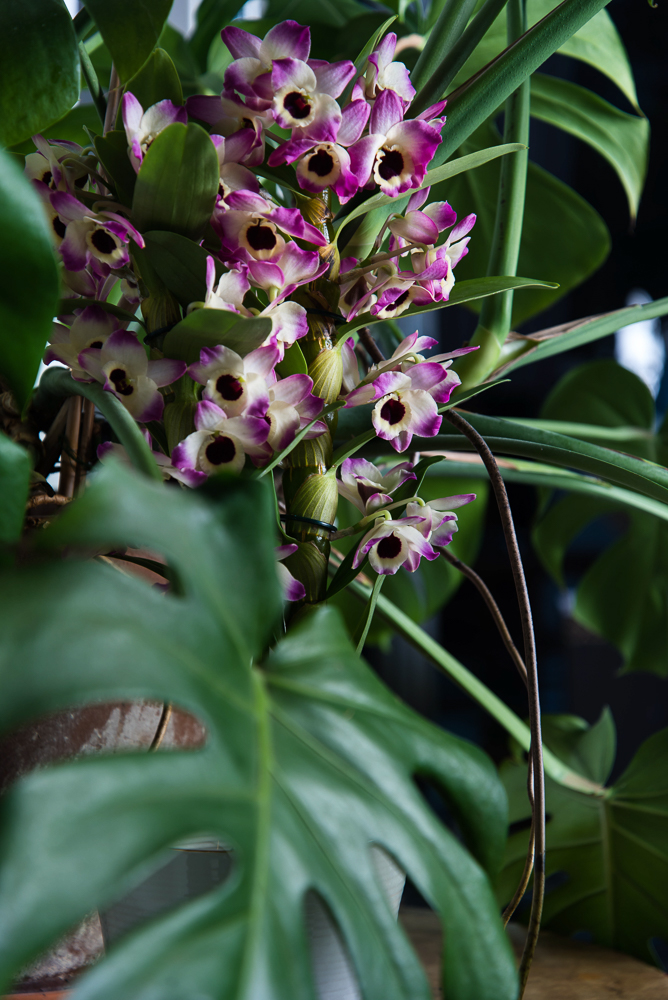 Orchidee van de maand: Dendrobium