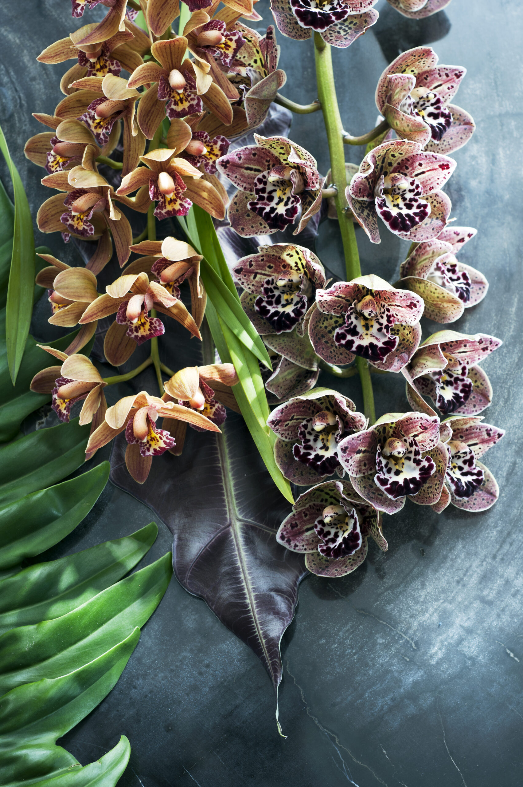 L'orchidée Cymbidium - orchidée du mois