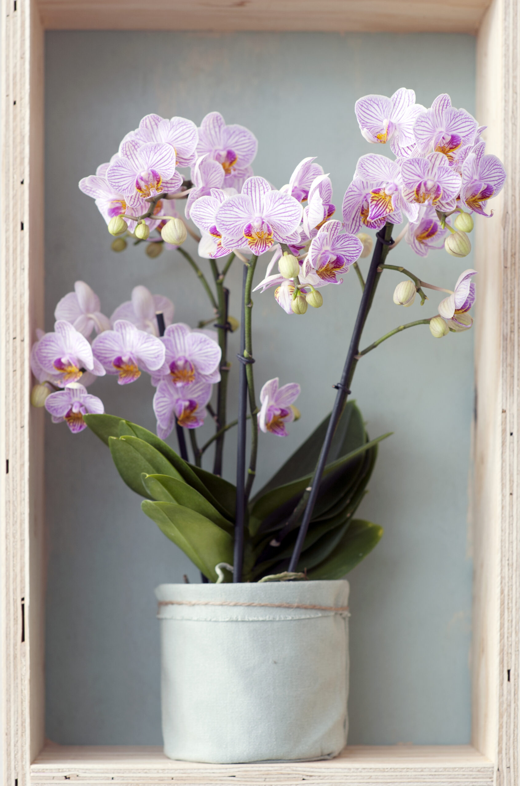 L’orchidée Phalaenopsis - orchidée du mois