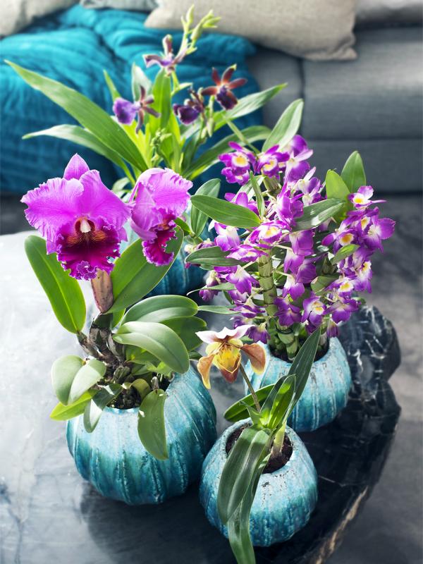 Orchidee van de maand: Cattleya