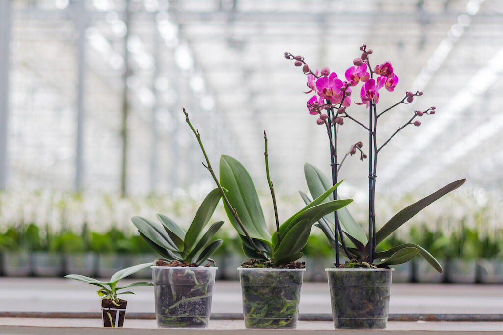 De levensloop van een orchidee: van geboorte tot volwassenheid