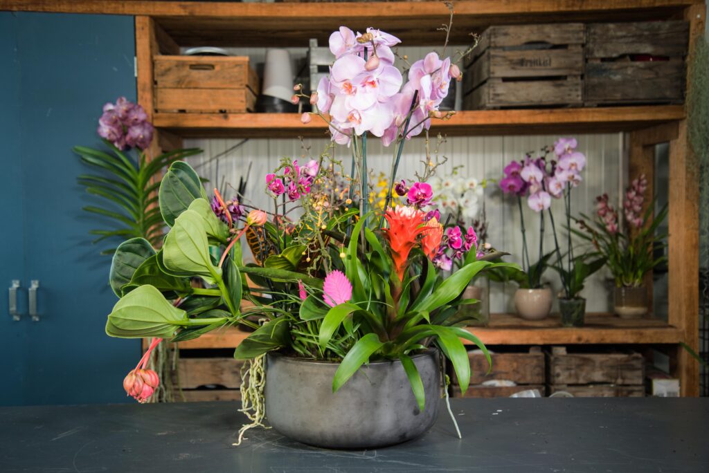 plantenstuk met orchidee
