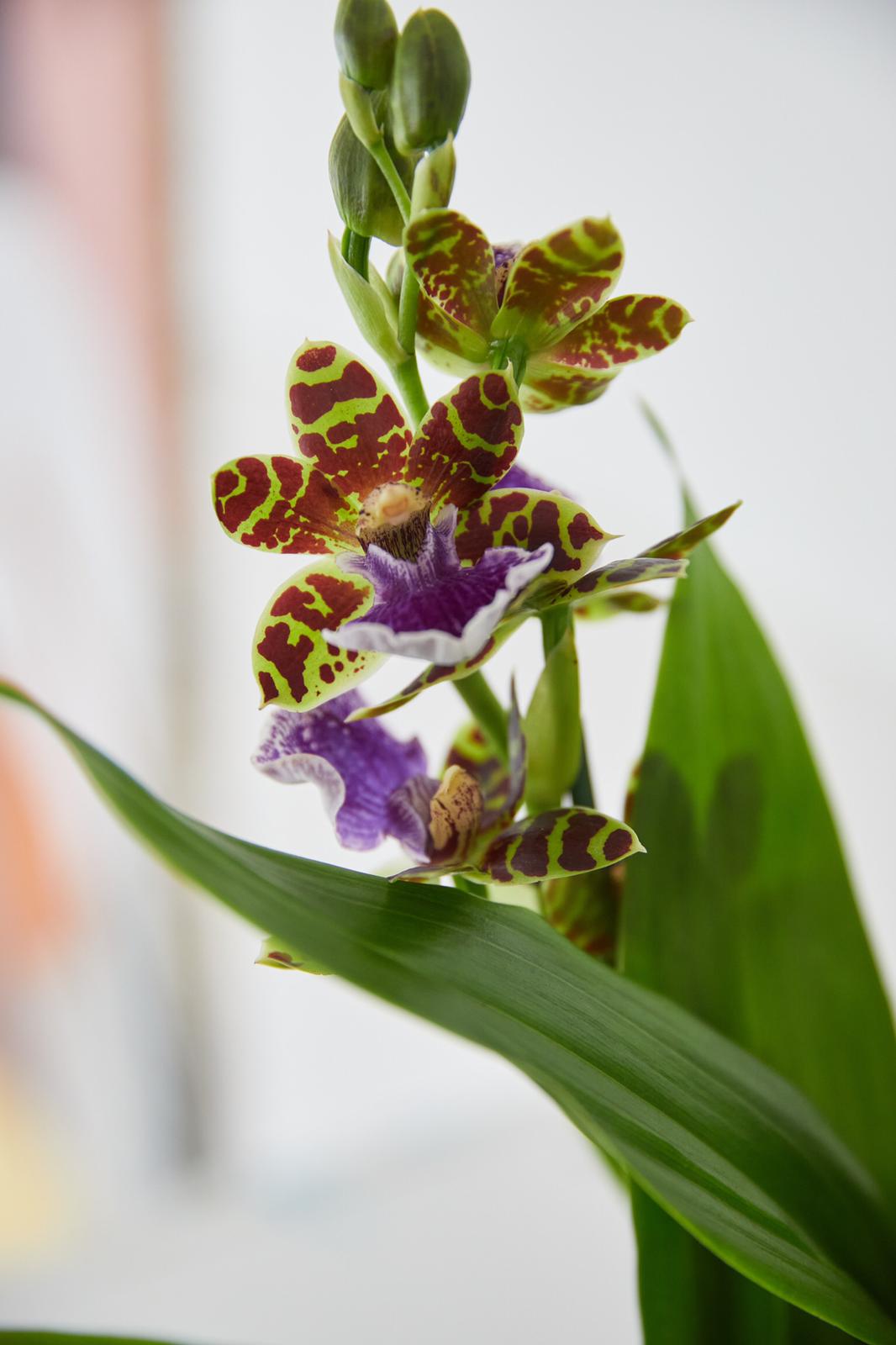 L'orchidée Zygopetalum - orchidée du mois