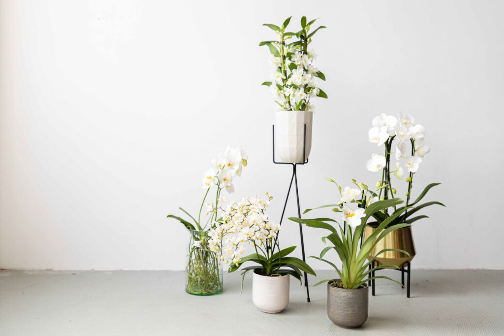 Habillez votre bureau à domicile avec des orchidées