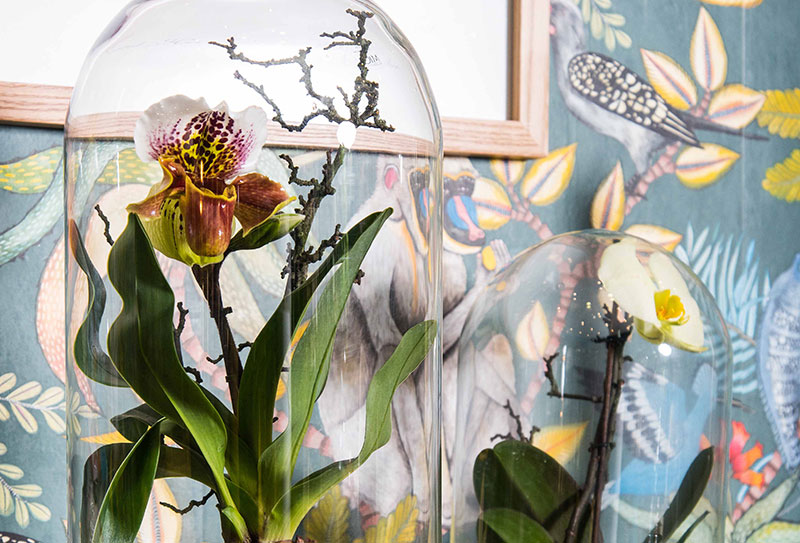 DIY: Orchidee in einer Glasglocke
