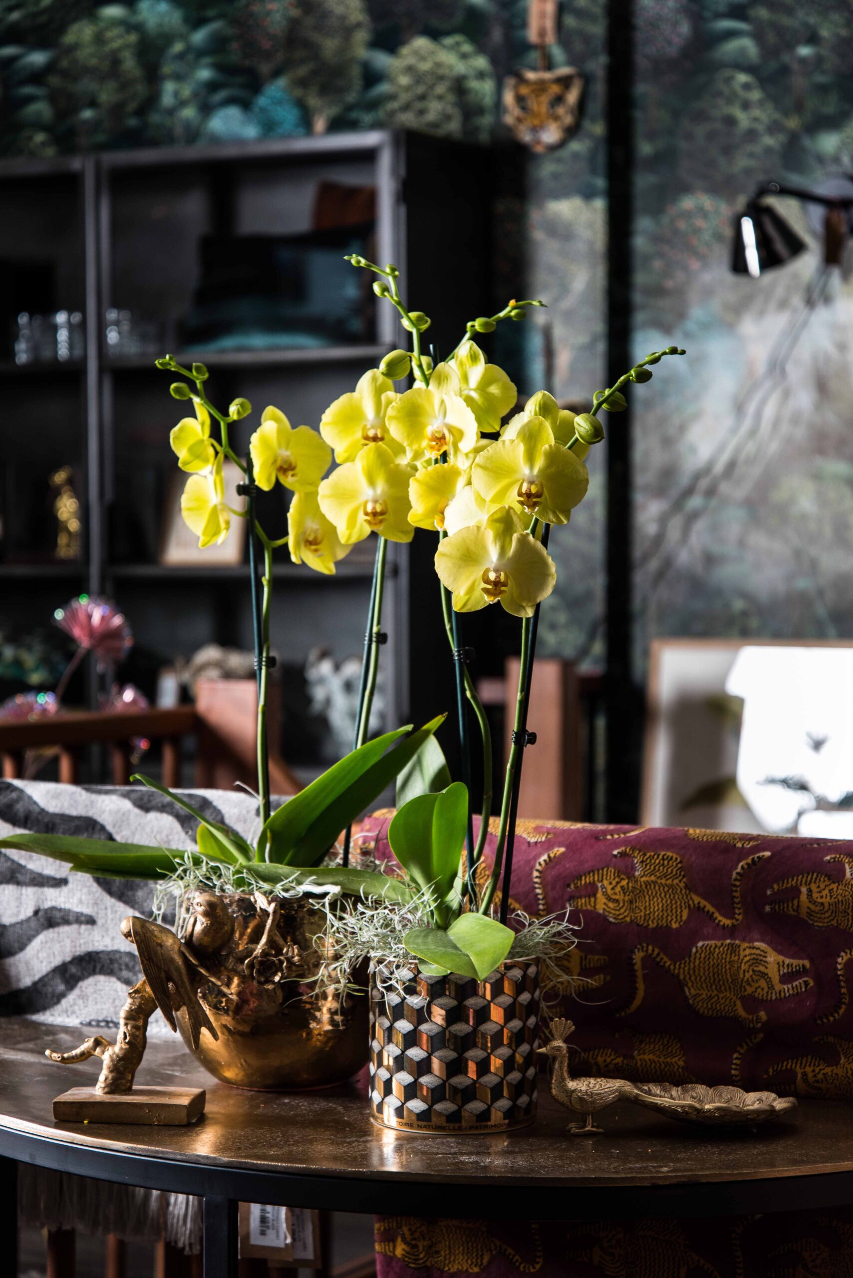 Winter: time for new inspiration with orchids!