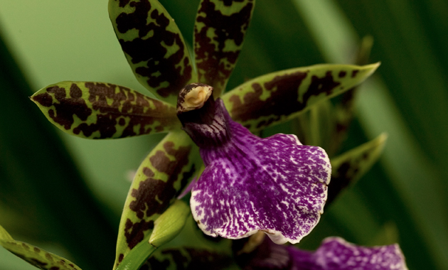L'orchidée Zygopetalum - orchidée du mois
