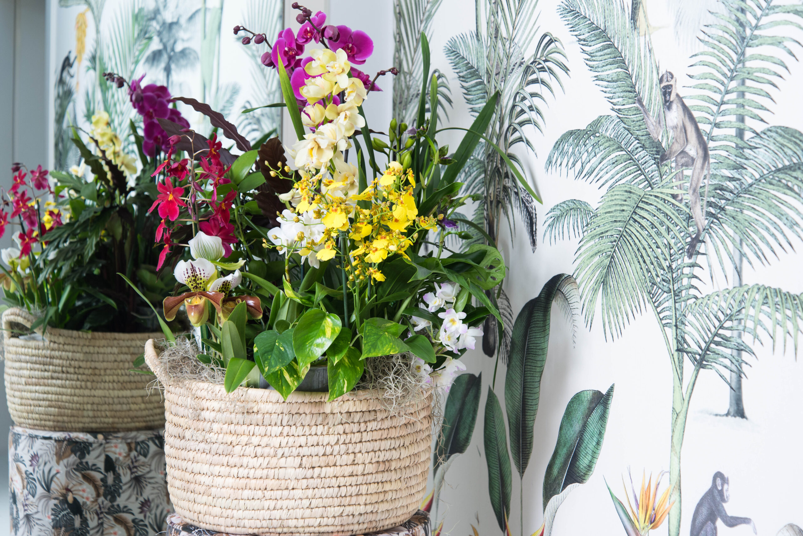 What should you not do with an orchid? 4 tips