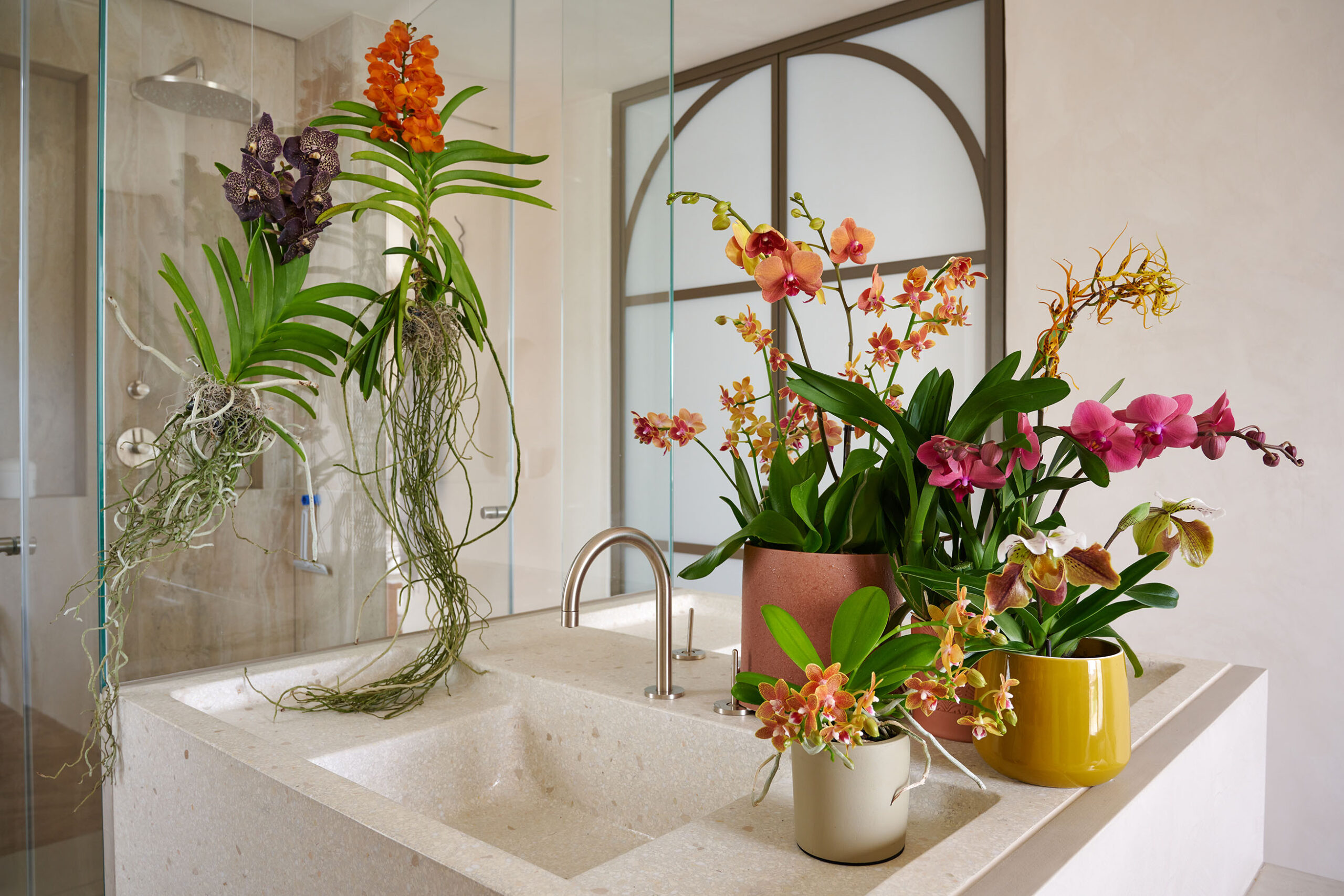 Orchids in your bathroom: the perfect spot!