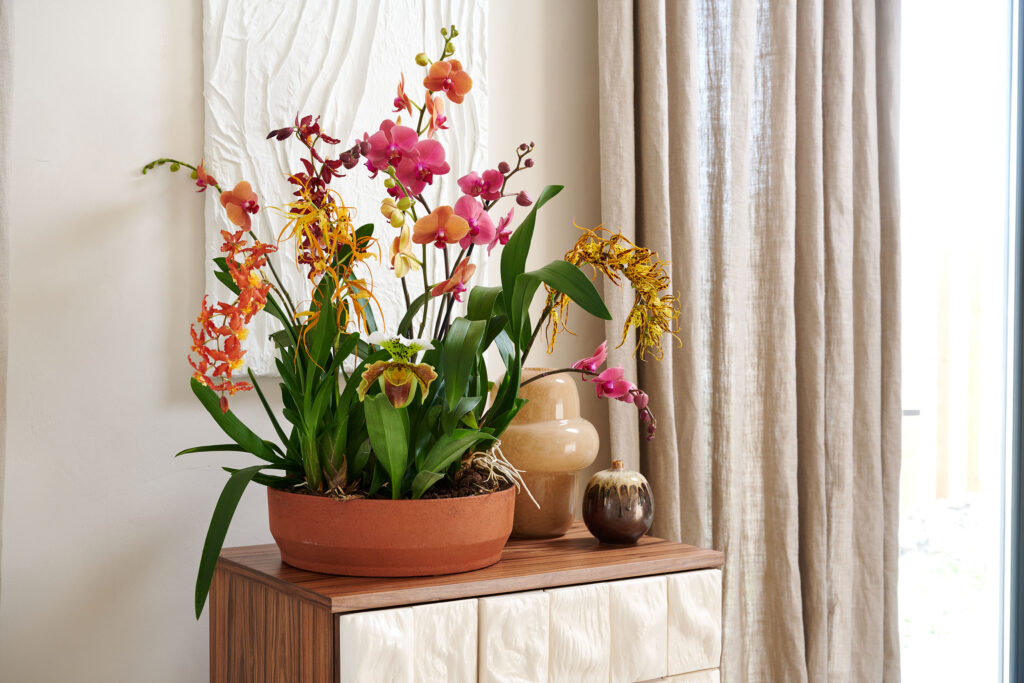 Zo houd je jouw orchidee in topconditie