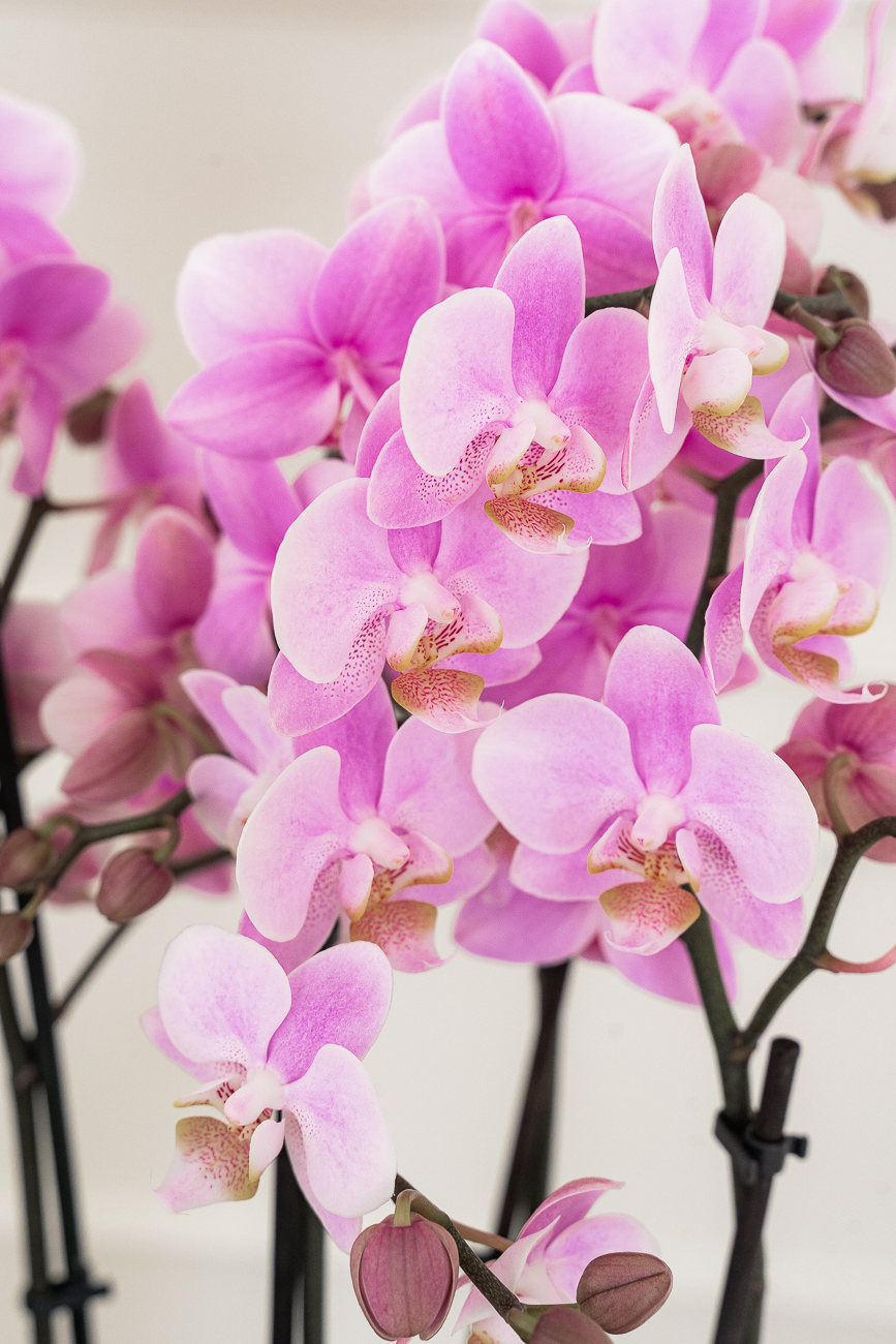 L’orchidée Phalaenopsis - orchidée du mois