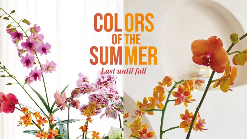 Colors of the summer: last until fall