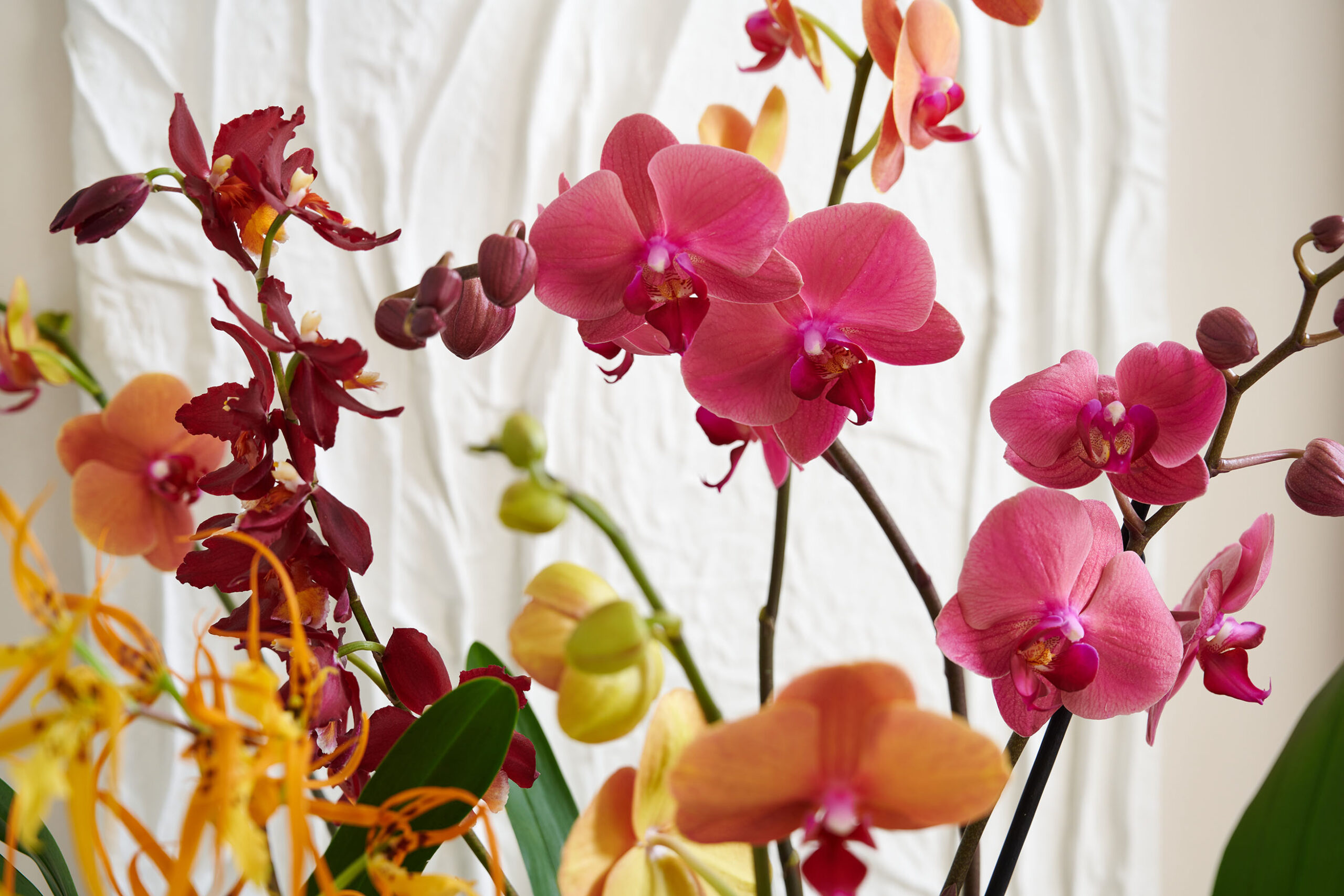 Orchids: colors of the summer