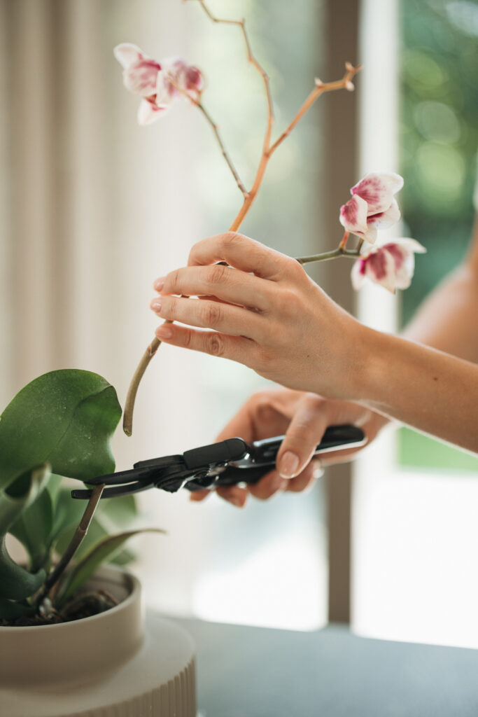 Orchidee verblüht wie bringe ich sie wieder zum Blühen?