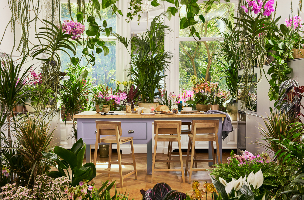 Add colour to your kitchen with the help of orchids