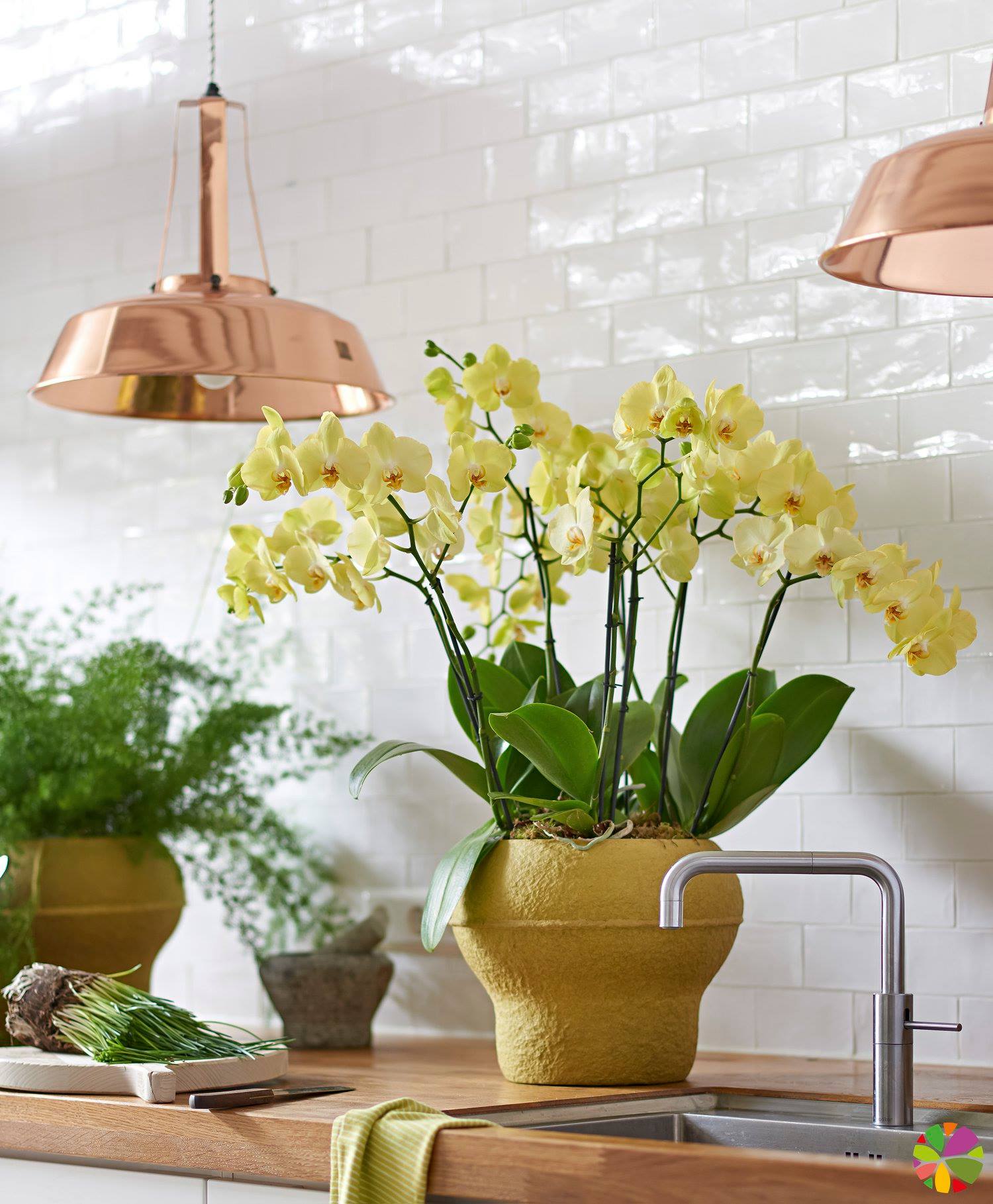 Add colour to your kitchen with the help of orchids