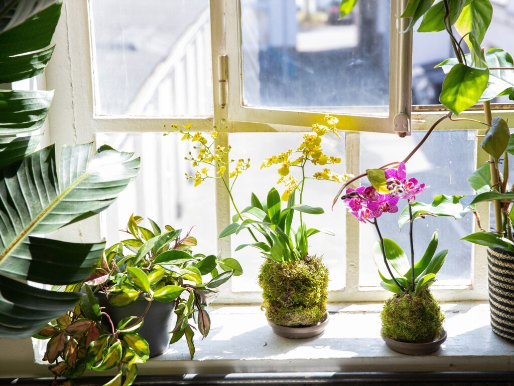 DIY: kokedama with exclusive orchids