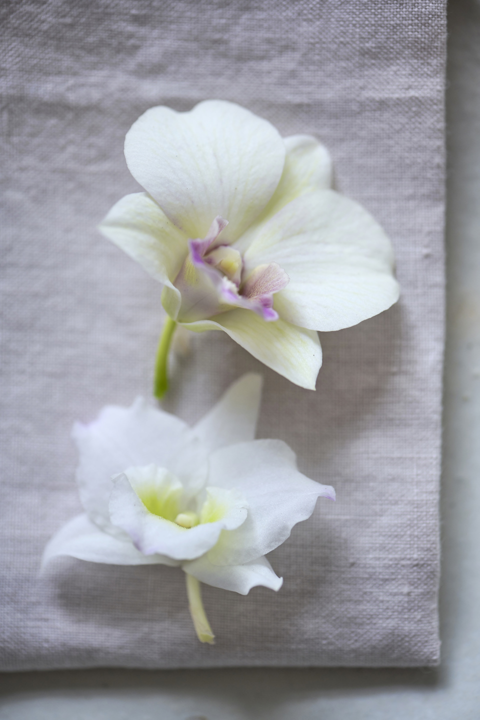 L'orchidée Dendrobium