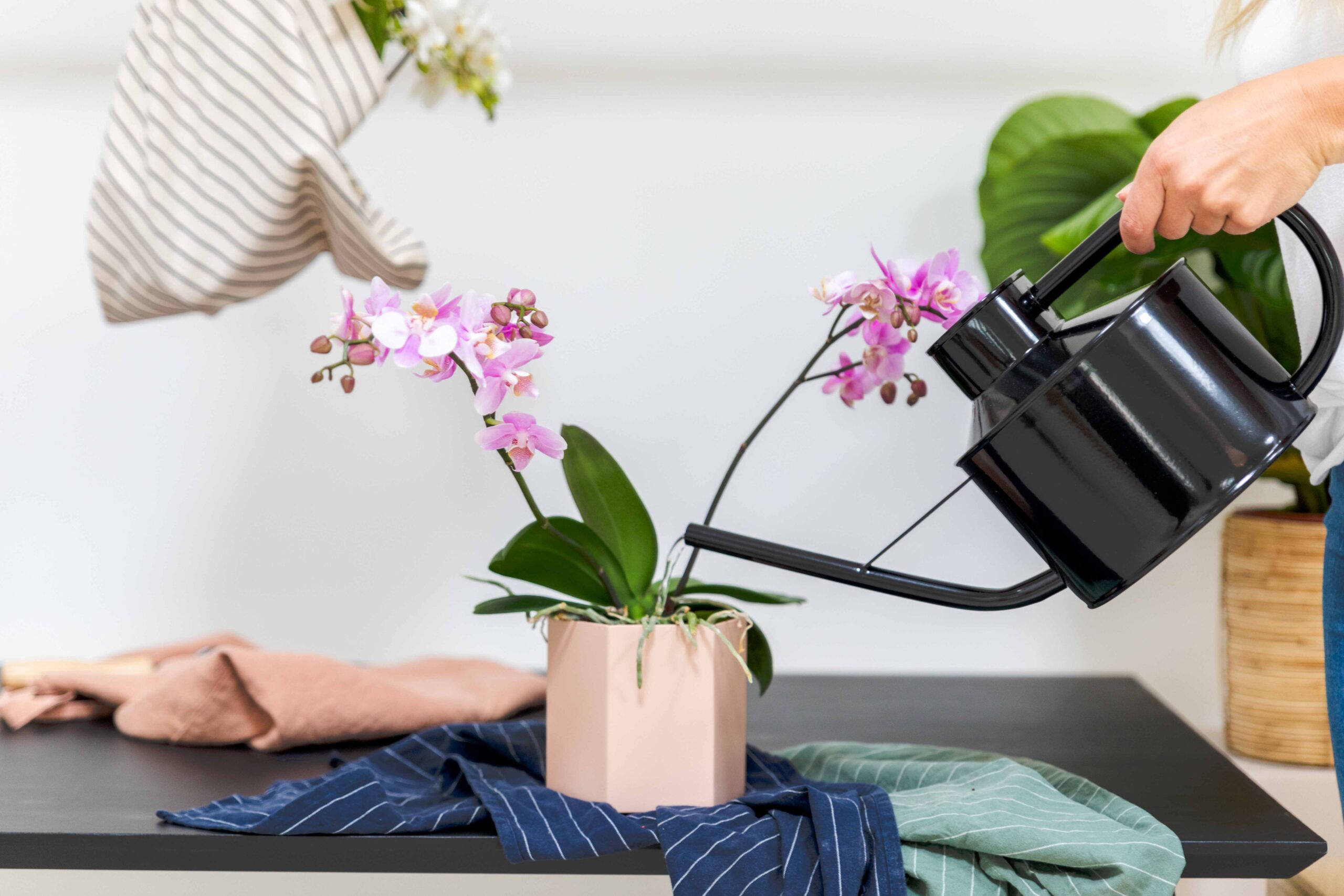 3 façons d'arroser votre orchidée