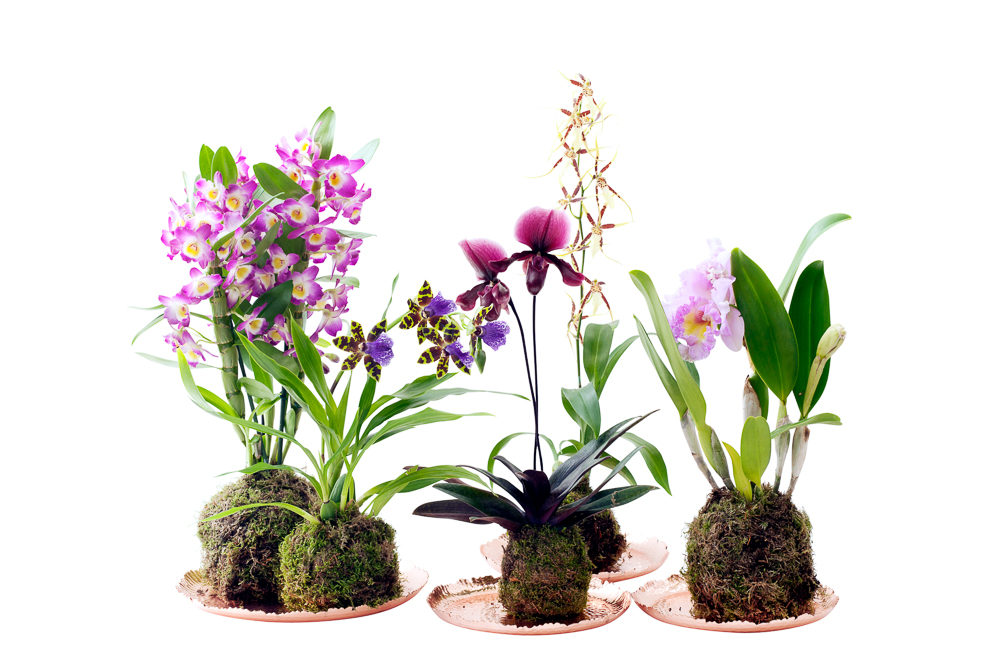 DIY : kokedama avec des orchidées d’exception