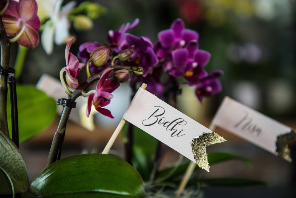 DIY: Namenskarten mit Orchideen für das Weihnachtsdiner machen