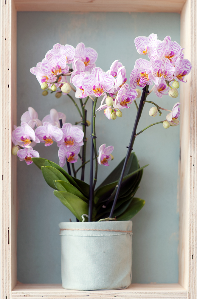 Plante fleurie d'orchidée phalaenopsis rose vif dans un cache-pot