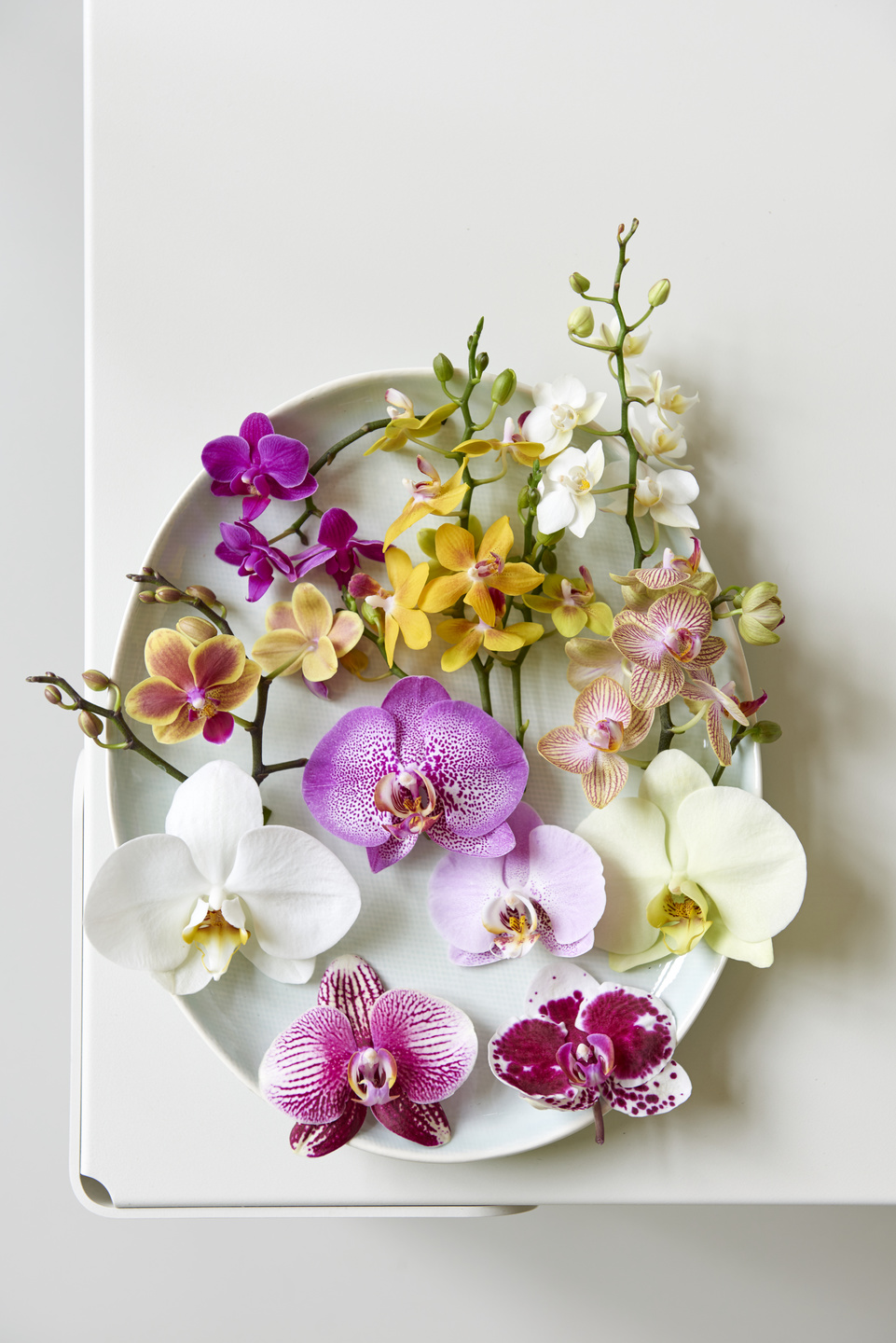 Orchidée Phalaenopsis: la starlette de votre collection de plantes