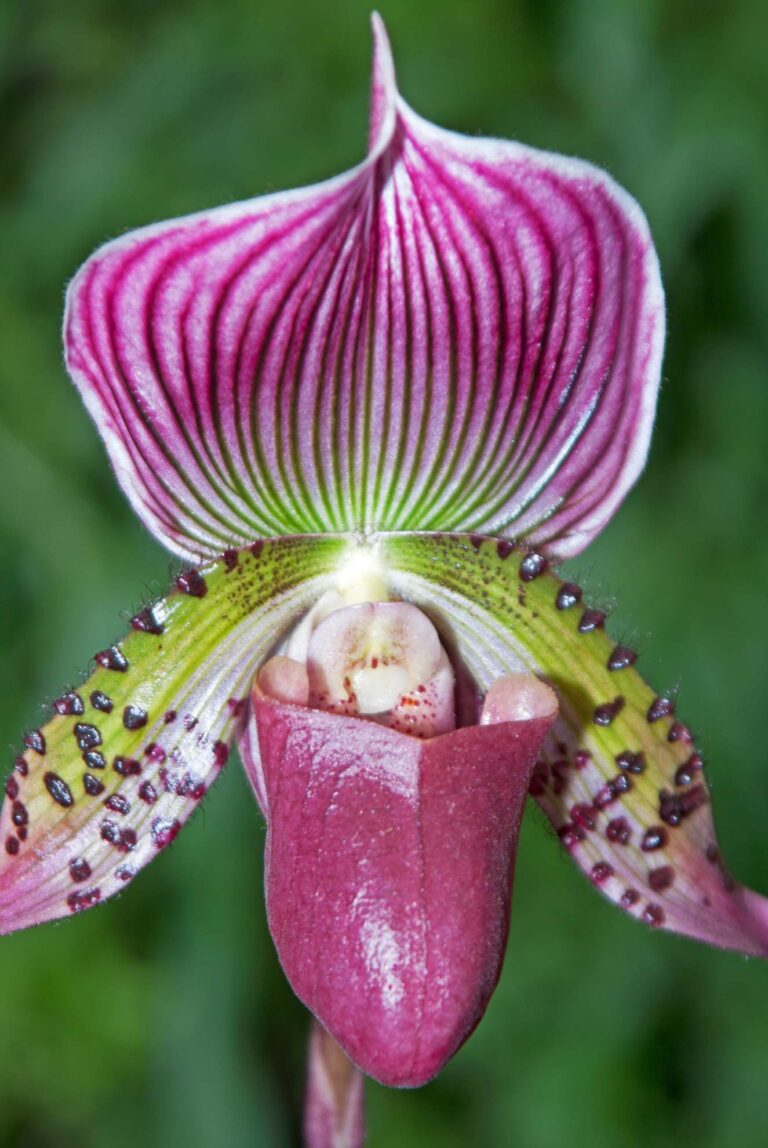 12 fun facts about the Paphiopedilum